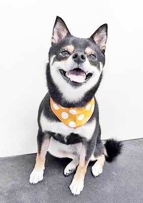 中尾あんずちゃん