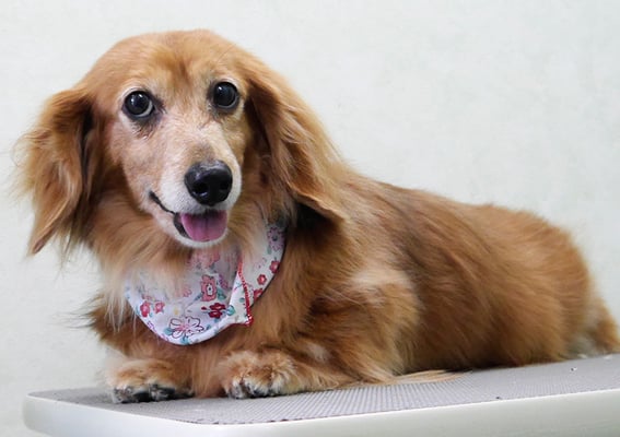 川吉モモちゃん