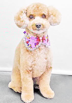 山小田チコちゃん