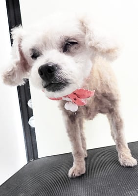 川原モップちゃん