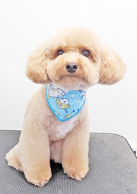 田淵マロンちゃん