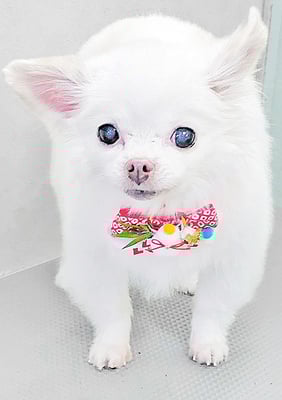 上馬場ゆきちゃん