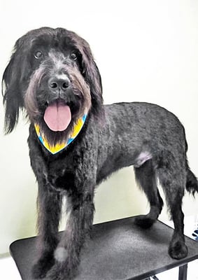 田代ロッティちゃん