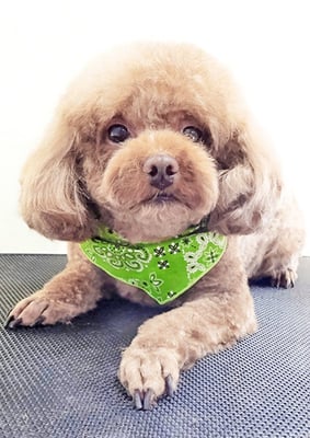 新屋敷コウちゃん