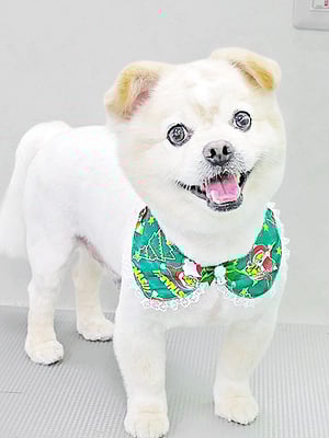 中園モカちゃん