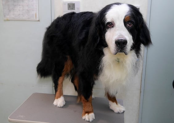 重野エドちゃん