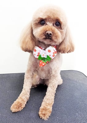 室チョコちゃん