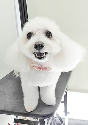 吉本ラピスちゃん