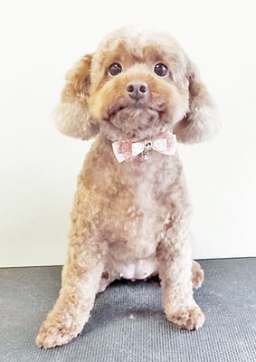 小野原モアちゃん