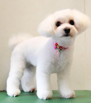 中島フワリちゃん