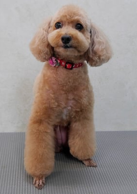 小野ハナちゃん