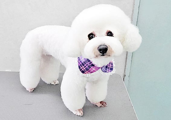 内田おもちちゃん