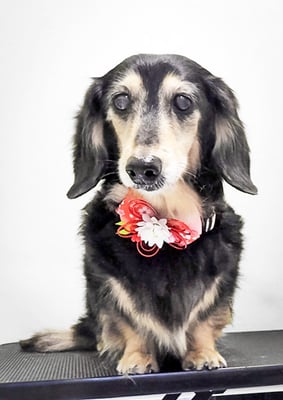 湯田モモちゃん