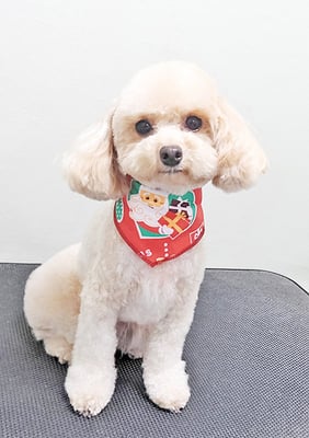 岩元チルちゃん