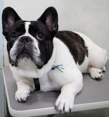 池田ゲンタちゃん