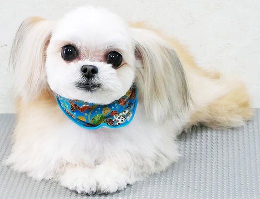 外城戸ルビーちゃん