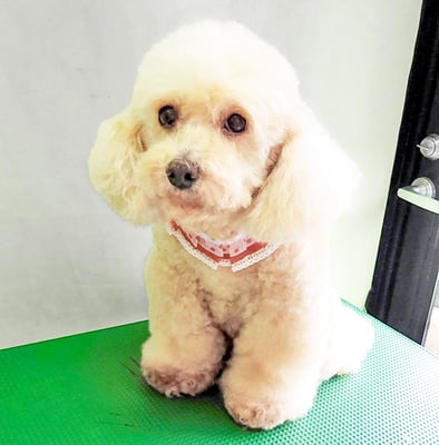 長谷ネネちゃん