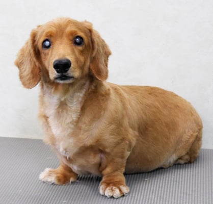 上野モンタちゃん