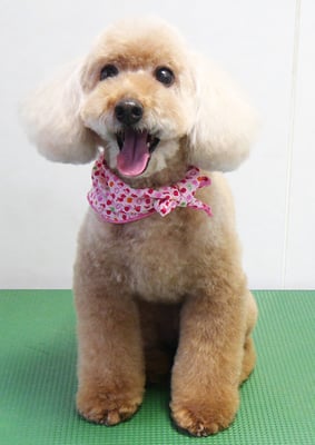 伊集院ペロちゃん