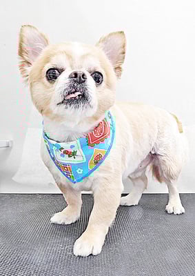 大山ココちゃん