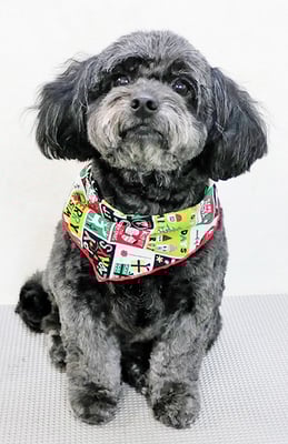 菅原クーちゃん