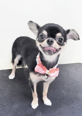 福田パールちゃん