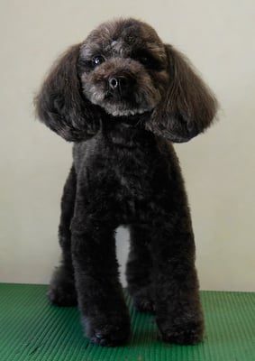 森崎ラブちゃん