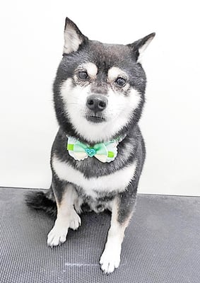 斉脇げんたちゃん