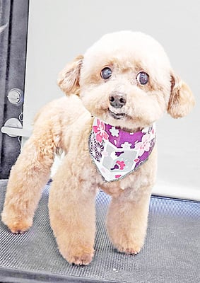 福田ダイアリーちゃん