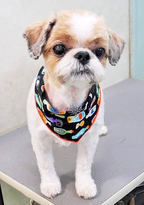 有留コロちゃん