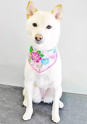 登おもちちゃん