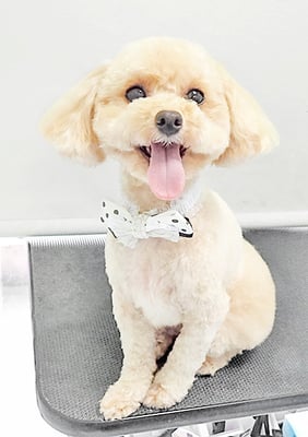 岩元チルちゃん