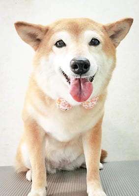 有馬コナツちゃん