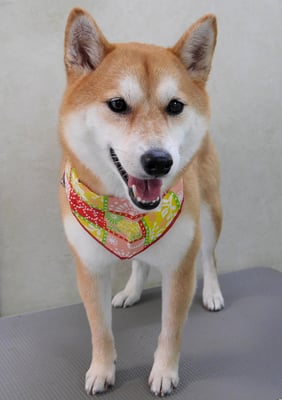 小村ユズちゃん