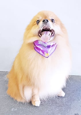 大井ポンタちゃん