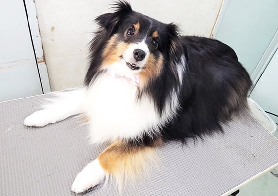 箕崎サクラちゃん