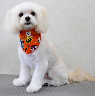 大脇ココアちゃん