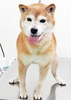 藤井リンちゃん