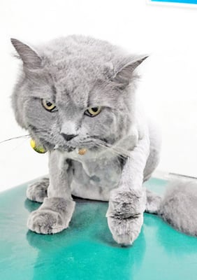 竹部うめちゃん