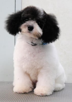 庵イヴちゃん