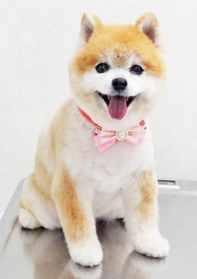 別府ろなちゃん