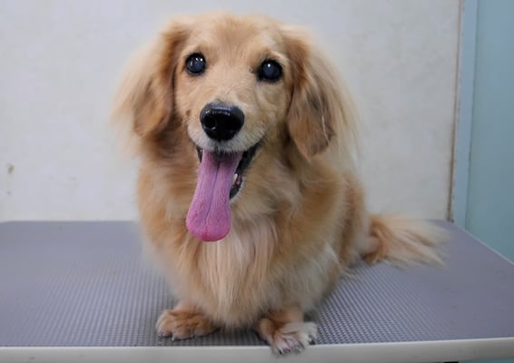 湯田ハヤテちゃん