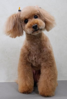 上小鶴チェリーちゃん