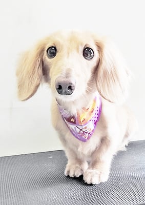 徳永コロンちゃん