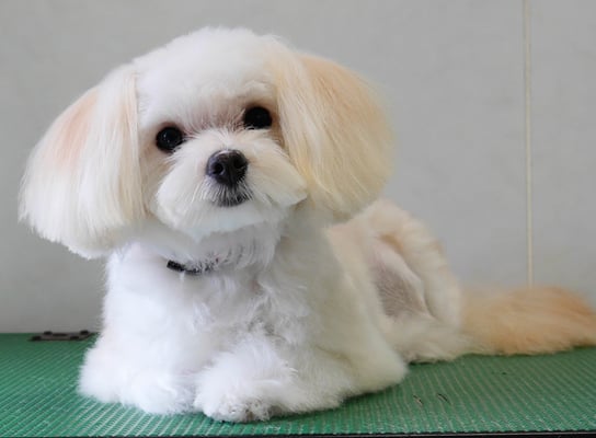 大脇ココアちゃん