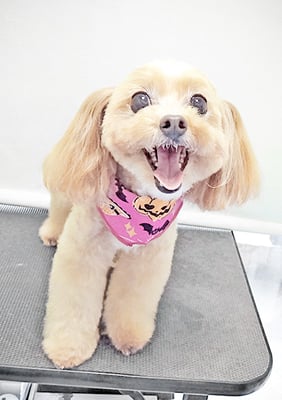 清正メイちゃん