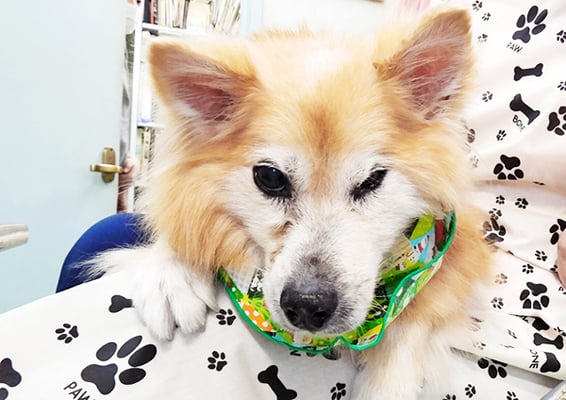 村松ゴンちゃん