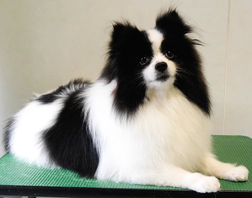 森崎マリアンちゃん