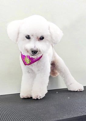 三宅美豚ちゃん