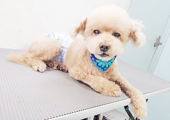 小森チョコちゃん